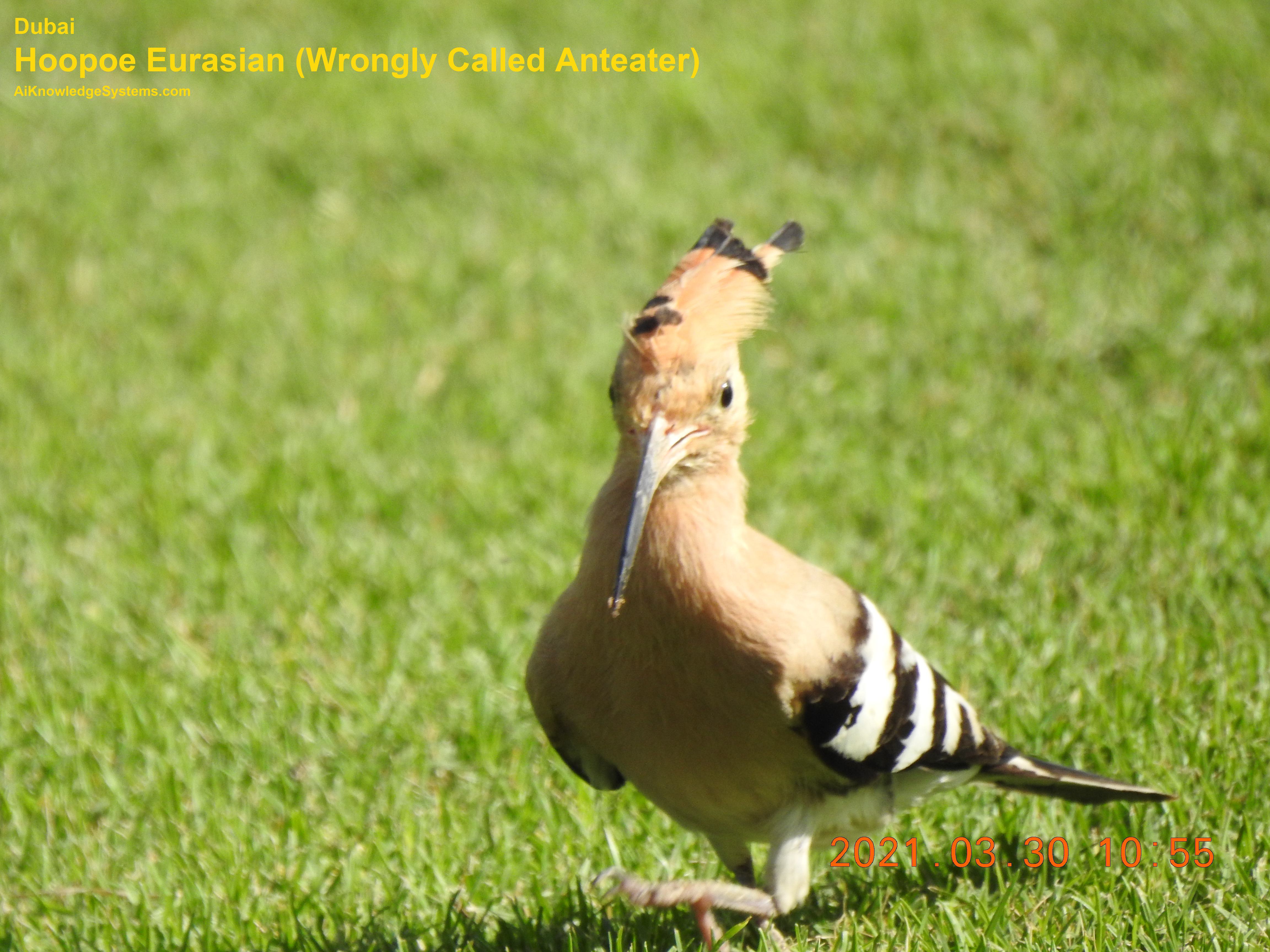 Hoopoe Eurasian (12) Coming Soon